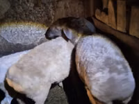 母羊, Adal sheep — 照片 3