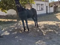 Farasi dume, Hungarian horse breed — picha 2