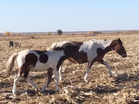 Stute, Pinto horses — Foto 2