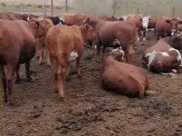 Vaca, Vaca de estepa roja — foto 1