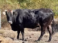 Lo’, Brown Carpathian breed — sawirka 3