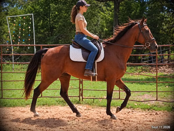 Stute, Standardbred