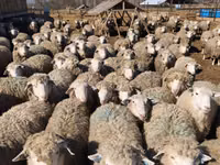 母羊, Kuibyshev sheep — 照片 6