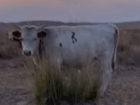 公牛, Kazakh White-headed cow — 照片 8