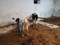 Ng'ombe (kikundi, jinsia haijatajwa), Simmental cattle — picha 5