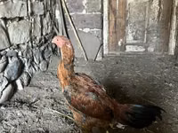 Chickens — الصورة 7