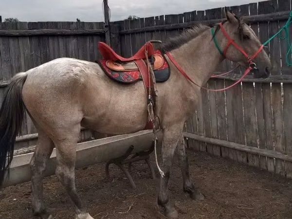 घोड़ा, Altai horse