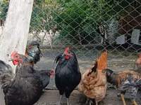 Chickens — 照片 3