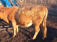 Dibi, Kazakh White-headed cow — sawirka 6