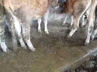 गाय, मवेशी — फ़ोटो 4