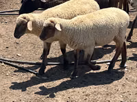Ram, Hampshire sheep — photo 4