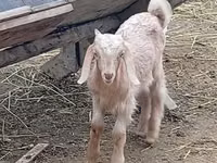 Billy Goat, Damask goat — photo 1