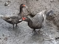 Домашняя мушка — фото 2