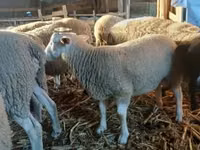 मेढ़ा, Romanov sheep — फ़ोटो 4