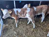 Dibi, Simmental cattle — sawirka 2