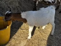 Billy Goat, Nigerian dwarf goats — photo 1