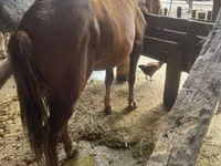 Faras dhaddig, Horses — sawirka 2