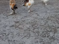 Japanese Bantam — photo 5