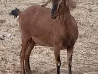 Ri’ dhaddig, Nubian Goat — sawirka 7