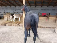 Faras, Thoroughbred horse — sawirka 3