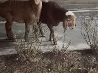 Ram, Sheep — photo 3