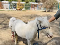 خيول (دفعة، الجنس غير محدد), Australian Pony — الصورة 3