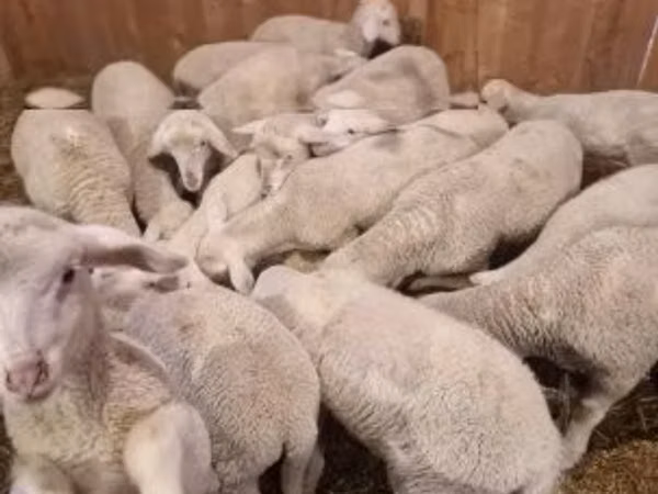 Ram, Merinoland sheep