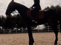母马, Friesian sport horse — 照片 4