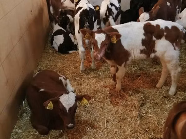 Bovinos (lote, sexo no especificado), Simmental cattle