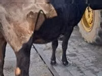 Lo’, Cattle — sawirka 3