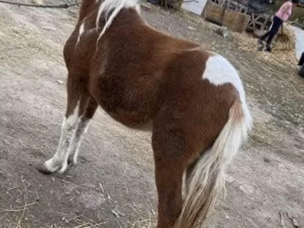 Mare, Horses