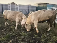 ثور, Charolais cattle — الصورة 3
