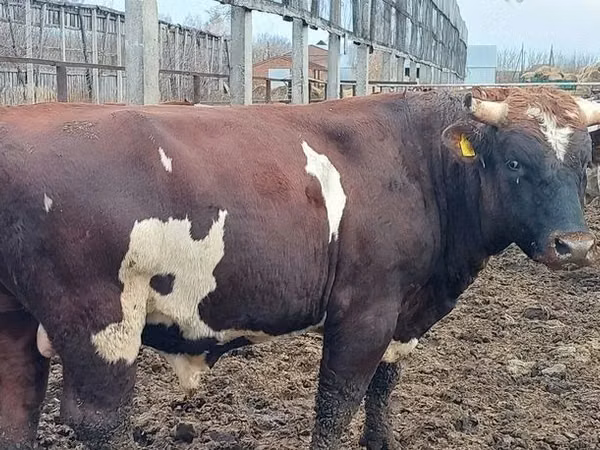 公牛, Simmental cattle