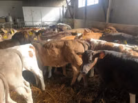 Ng'ombe dume, Simmental cattle — picha 5
