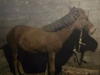 Faras dhaddig, Horses — sawirka 4