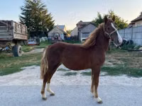 Mare, Horses — photo 1
