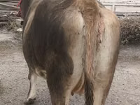 Cow, Swiss cattle — photo 8