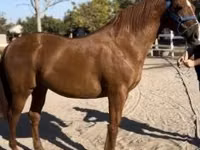 Caballo, Gidran — foto 6