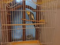 Nimfa (cockatiel) tutuquşu və qəfəs dəsti - Növ: Nimfa tutuquşu — photo 2