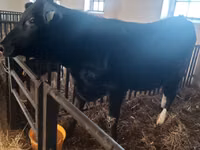 母牛, Aberdeen-Angus — 照片 1
