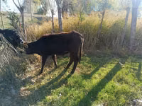 Cow, Cattle — photo 1