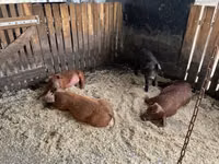 Boar — photo 1