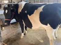 Cow, Holstein breed — photo 2