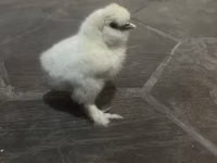 Silkie — photo 2