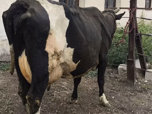 Cow, Russian Black pied cattle