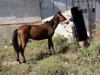 Hengst, Anglo-Arabian — Foto 4