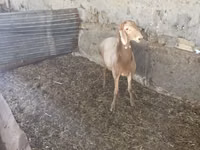 Carnero, Rhon sheep — foto 2
