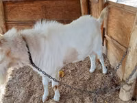 Ri’ dhaddig, Saanen goat — sawirka 4