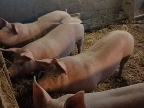Boar, Pigs