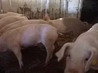 Boar, Pigs — photo 6